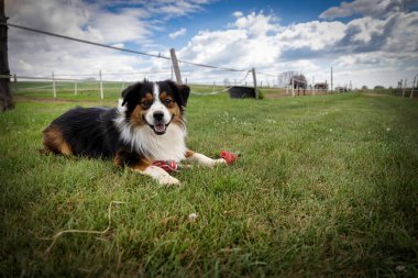 An Australian Shepherd rests after playing with his rope bone at a horse stable near Manitowoc, Wisconsin.