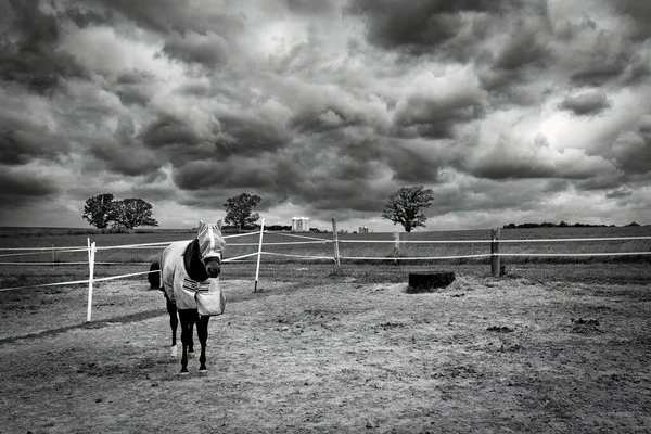 A horse, wearing a fly veil, stands in a field on a stormy day near Manitowoc, Wisconsin.