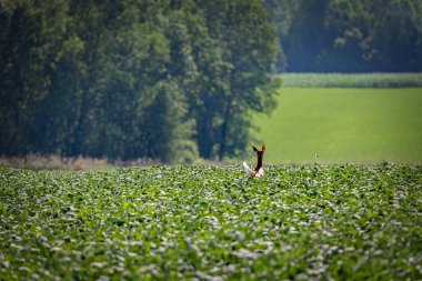 A deer runs through a corn field on a sunny summer day near Manitowoc, Wisconsin.
