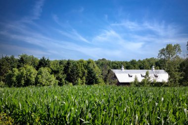 A cornfield with an old barn in the background stands at Kossuth, an area near Manitowoc, Wisconsin.