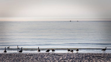Geese walk on the beach while kayakers paddle in to the distant fog along the Mariners Trail between Manitowoc and Two Rivers, Wisconsin.