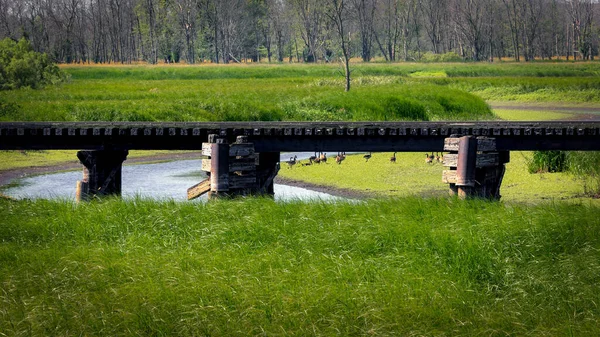 Railroad Bridge Crosses Collins Marsh While Geese Walk Background Manitowoc — Stockfoto