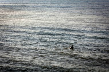 Bir martı, Manitowoc ve Wisconsin 'deki Two Rivers arasında Michigan Gölü' ndeki Mariners Trail 'in kıyısında bir kayanın üzerinde duruyor..