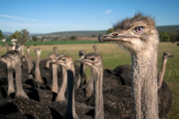 Ostrich stare — Stock Photo, Image