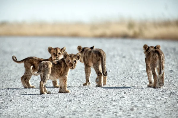 Kleine baby lions — Stockfoto