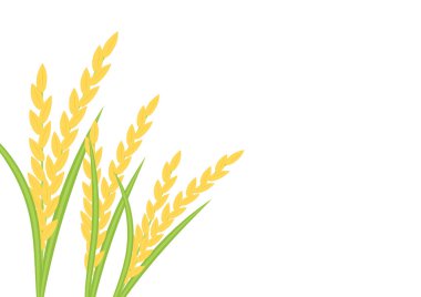 Beyaz arka planda pirinç vektörü. Yulaf vektörü. Duvar kağıdı. Metin için boş alan. kopyalama alanı. Pirinç çerçevesi.