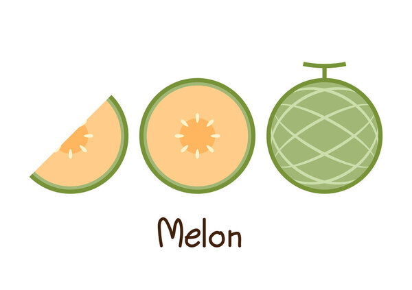 Melon vector. melon on white background. wallpaper. symbol. logo design. melon poster.