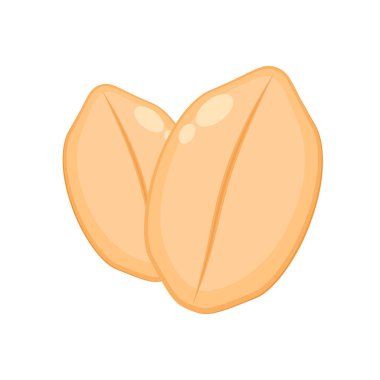 Fıstık vektörü. Duvar kağıdı. Metin için boş alan. kopyalama alanı. Geçmişi. beyaz arkaplanda fıstık.