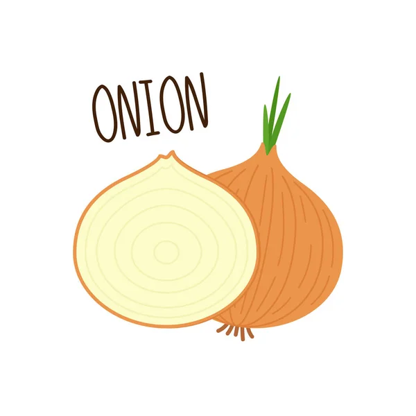 Onion Vector Onion White Background Onion Sliced — Stock Vector