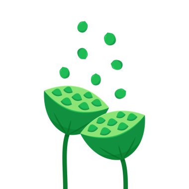 Beyaz arka planda nilüfer tohumları. Kutsal Nilüfer Çiçeği Tohumu.