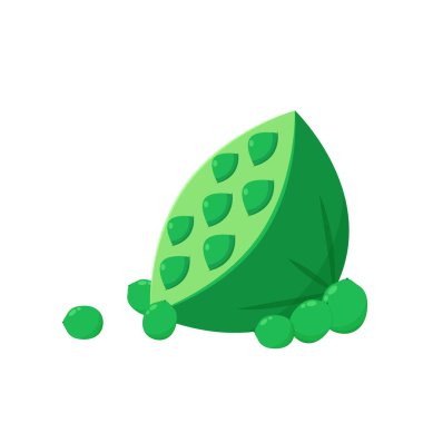 Beyaz arka planda nilüfer tohumları. Kutsal Nilüfer Çiçeği Tohumu.