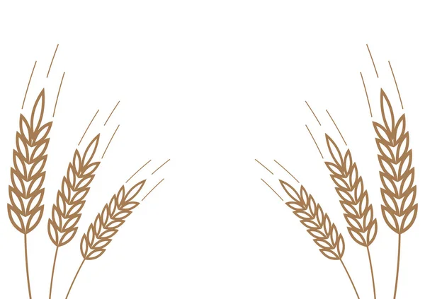 Пшениця Білому Тлі Вектор Пшениці Шпалери Вільний Простір Тексту Копіювання — стоковий вектор