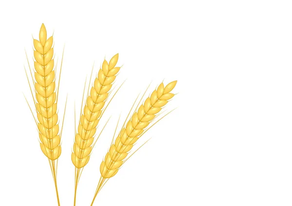 Візерунок Пшениці Шпалери Символ Пшениці Вільний Простір Тексту Знак Рису — стоковий вектор