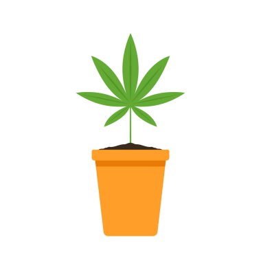 Marijuana in a pot. Bush of medical cannabis. Marijuana cultivation. Home cannabis farm.