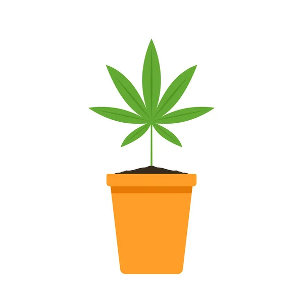 Marijuana Pot Bush Medical Cannabis Marijuana Cultivation Home Cannabis Farm — Stockvector