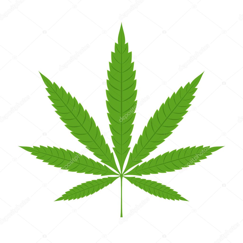 foglia di marijuana su sfondo bianco. messa a fuoco selettiva. cannabis -  isolato su sfondo bianco. coltivare marijuana medica 6883053 Stock Photo su  Vecteezy, image size:1024x1024