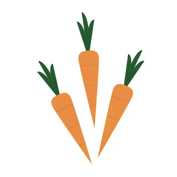 Vector Zanahoria Zanahoria Sobre Fondo Blanco — Vector de stock