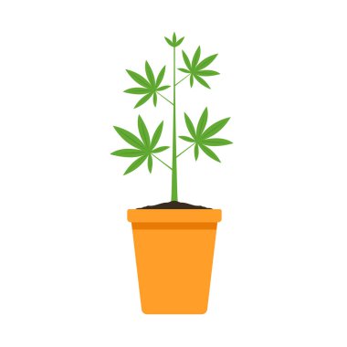 Marijuana in a pot. Bush of medical cannabis. Marijuana cultivation. Home cannabis farm.