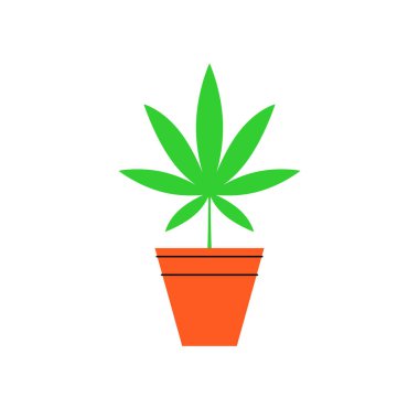 Marijuana in a pot. Bush of medical cannabis. Marijuana cultivation. Home cannabis farm.