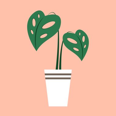 Monstera obliqua vector. Monstera obliqua in White pot.