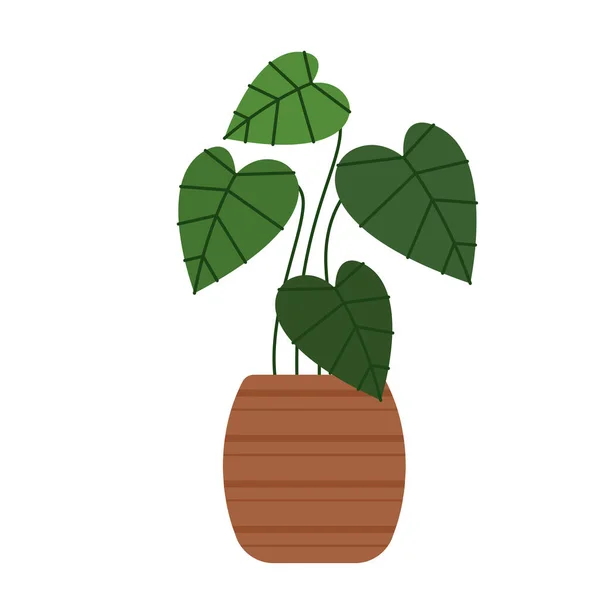 Spotted Betel Spotted Betel Pot White Background — Archivo Imágenes Vectoriales