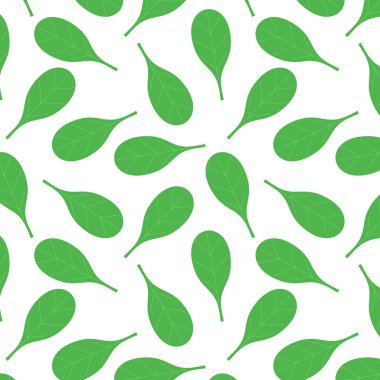 Basil vector. Basil on white background. Basil pattern
