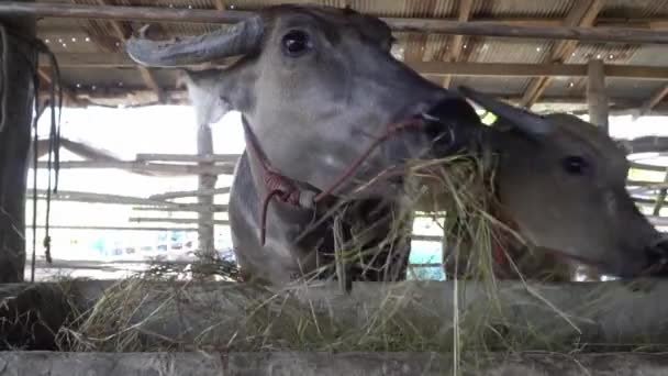 Mãe Bebê Búfalo Comendo Feno Fazenda — Vídeo de Stock
