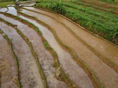 Kendal, Central Java köyündeki tarımsal pirinç tarlalarının manzarası. Teraslı pirinç tarlaları gibi. Bali Endonezya.
