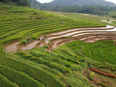 Kendal, Central Java köyündeki tarımsal pirinç tarlalarının manzarası. Teraslı pirinç tarlaları gibi. Bali Endonezya.