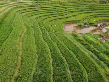Kendal, Central Java köyündeki tarımsal pirinç tarlalarının manzarası. Teraslı pirinç tarlaları gibi. Bali Endonezya.