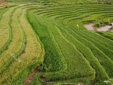 Kendal, Central Java köyündeki tarımsal pirinç tarlalarının manzarası. Teraslı pirinç tarlaları gibi. Bali Endonezya.