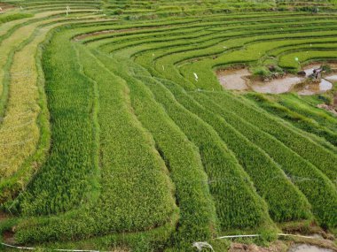 Kendal, Central Java köyündeki tarımsal pirinç tarlalarının manzarası. Teraslı pirinç tarlaları gibi. Bali Endonezya.