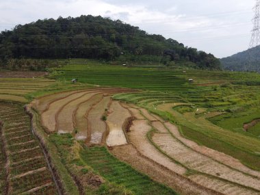 Kendal, Central Java köyündeki tarımsal pirinç tarlalarının manzarası. Teraslı pirinç tarlaları gibi. Bali Endonezya.