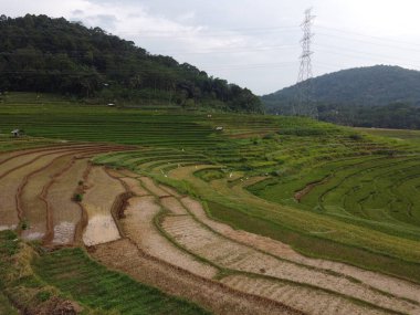 Kendal, Central Java köyündeki tarımsal pirinç tarlalarının manzarası. Teraslı pirinç tarlaları gibi. Bali Endonezya.