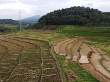 Kendal, Central Java köyündeki tarımsal pirinç tarlalarının manzarası. Teraslı pirinç tarlaları gibi. Bali Endonezya.
