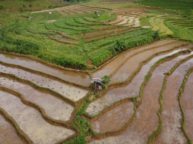 Kendal, Central Java köyündeki tarımsal pirinç tarlalarının manzarası. Teraslı pirinç tarlaları gibi. Bali Endonezya.