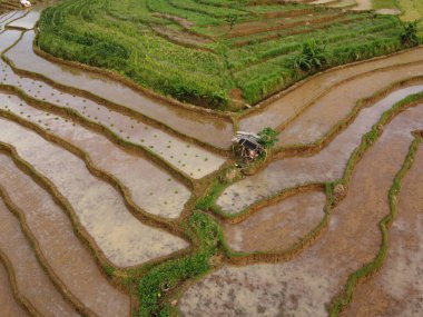 Kendal, Central Java köyündeki tarımsal pirinç tarlalarının manzarası. Teraslı pirinç tarlaları gibi. Bali Endonezya.
