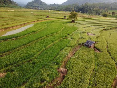 Kendal, Central Java köyündeki tarımsal pirinç tarlalarının manzarası. Teraslı pirinç tarlaları gibi. Bali Endonezya.