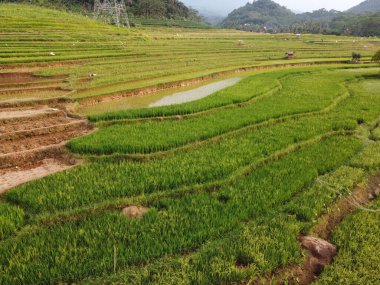 Kendal, Central Java köyündeki tarımsal pirinç tarlalarının manzarası. Teraslı pirinç tarlaları gibi. Bali Endonezya.