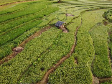 Kendal, Central Java köyündeki tarımsal pirinç tarlalarının manzarası. Teraslı pirinç tarlaları gibi. Bali Endonezya.
