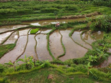 aerial panorama of agrarian rice fields landscape in the village of kendal, Central Java, like a terraced rice fields ubud Bali Indonesia