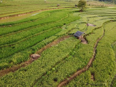 Kendal, Central Java köyündeki tarımsal pirinç tarlalarının manzarası. Teraslı pirinç tarlaları gibi. Bali Endonezya.