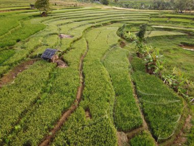 Kendal, Central Java köyündeki tarımsal pirinç tarlalarının manzarası. Teraslı pirinç tarlaları gibi. Bali Endonezya.