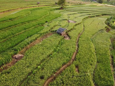 Kendal, Central Java köyündeki tarımsal pirinç tarlalarının manzarası. Teraslı pirinç tarlaları gibi. Bali Endonezya.