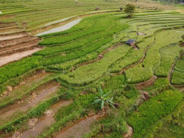 Kendal, Central Java köyündeki tarımsal pirinç tarlalarının manzarası. Teraslı pirinç tarlaları gibi. Bali Endonezya.