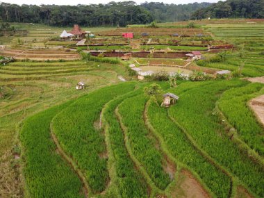 Kendal, Central Java köyündeki tarımsal pirinç tarlalarının manzarası. Teraslı pirinç tarlaları gibi. Bali Endonezya.