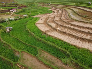 Kendal, Central Java köyündeki tarımsal pirinç tarlalarının manzarası. Teraslı pirinç tarlaları gibi. Bali Endonezya.