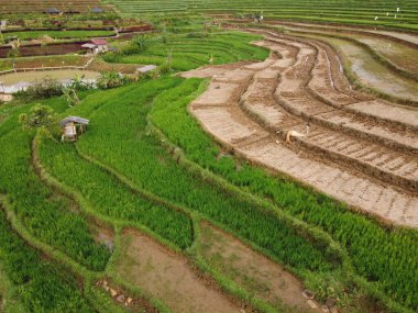 Kendal, Central Java köyündeki tarımsal pirinç tarlalarının manzarası. Teraslı pirinç tarlaları gibi. Bali Endonezya.