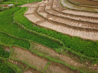 Kendal, Central Java köyündeki tarımsal pirinç tarlalarının manzarası. Teraslı pirinç tarlaları gibi. Bali Endonezya.