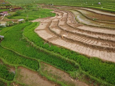 Kendal, Central Java köyündeki tarımsal pirinç tarlalarının manzarası. Teraslı pirinç tarlaları gibi. Bali Endonezya.